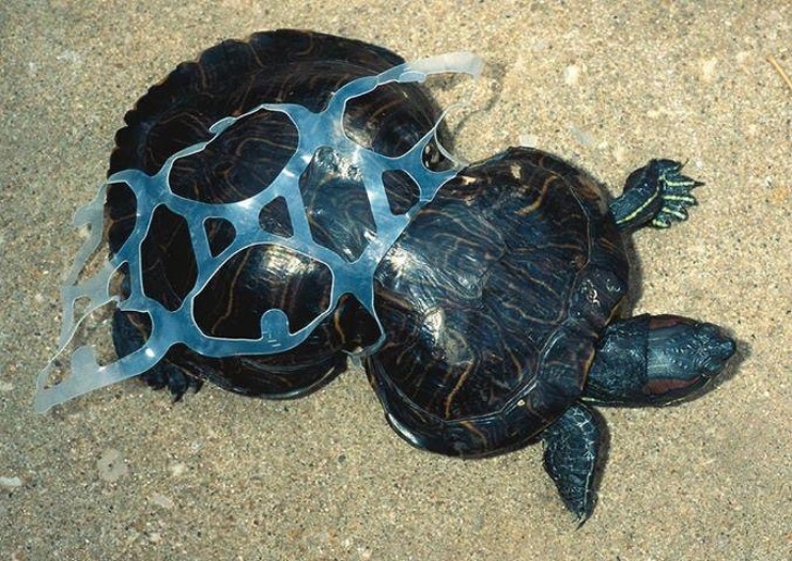 15 Pictures Explain Why Throwing Away Plastic Bottles Puts Our World In Great Danger 1