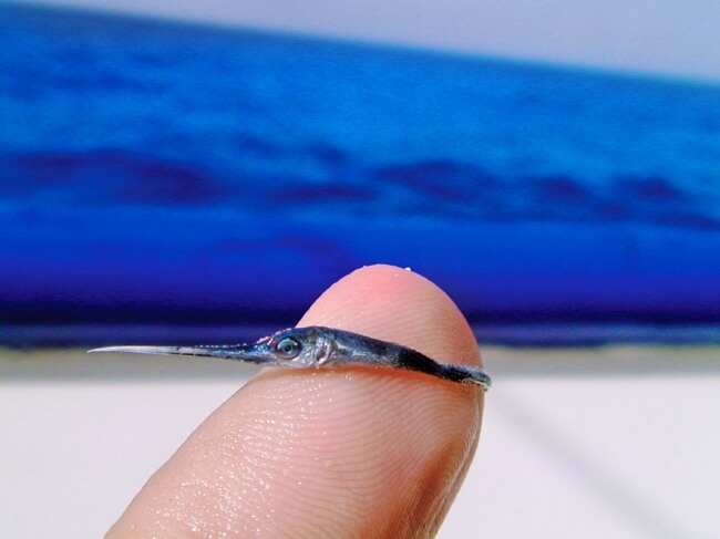 22 Breathtaking Images Of Things You've Never Seen Before   A Baby Swordfish