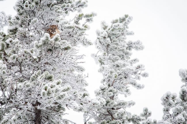 22 Breathtaking Images Of Things You've Never Seen Before   A Mountain Lion Hiding In Trees Covered With Snow