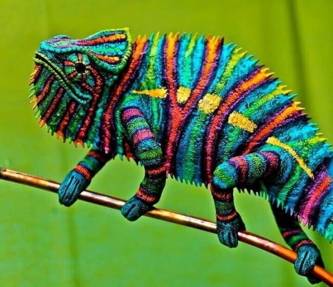 22 Breathtaking Images Of Things You've Never Seen Before   A Multicolored Chameleon