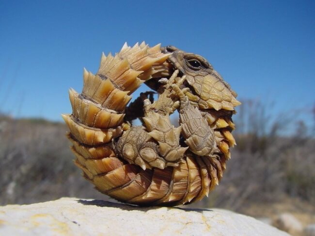 22 Breathtaking Images Of Things You've Never Seen Before   Armadillo Lizard