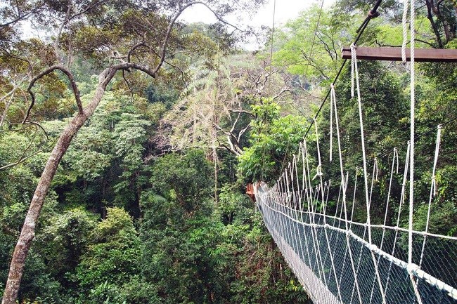 Taman Negara National Park Bridge Titiwangsa Mountains Malaysia