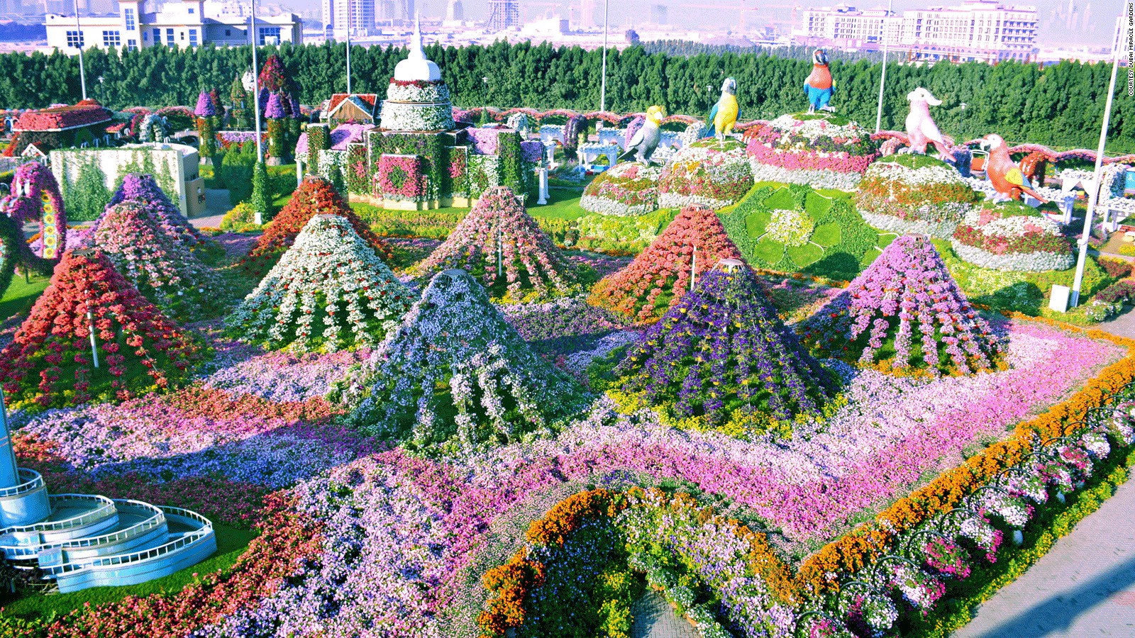 170509135617 Dubai Miracle Garden   Pyramids Full 169
