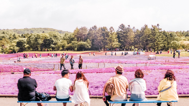 How To Plan Your Visit To The Fuji Shibazakura Festival 08