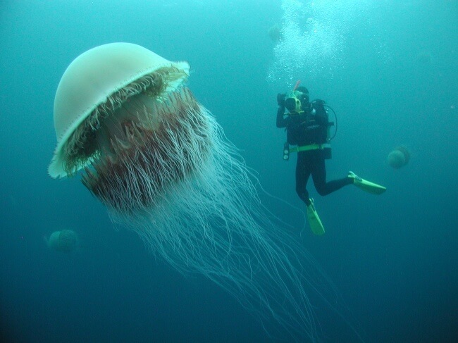 22 Breathtaking Images Of Things You've Never Seen Before   A Human Sized Jellyfish