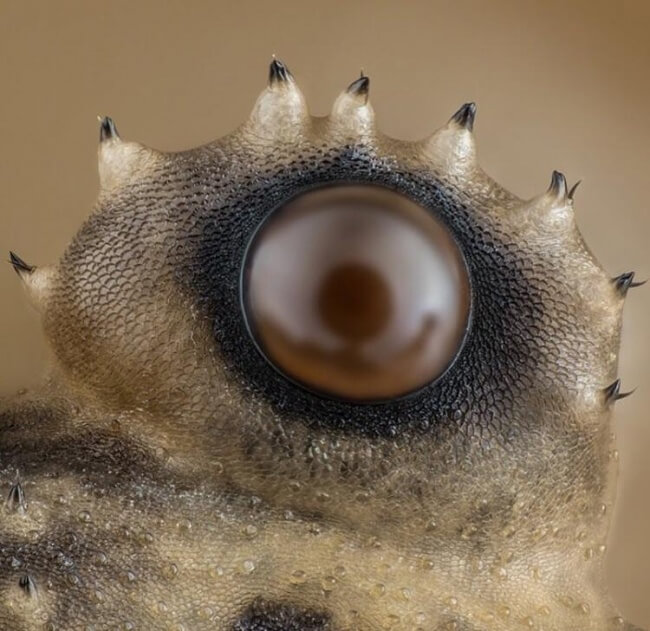 22 Breathtaking Images Of Things You've Never Seen Before   A Spider_s Eye Under A Microscope