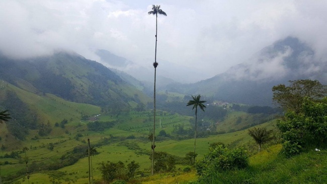 22 Breathtaking Images Of Things You've Never Seen Before   The Tallest Palm Tree In The World