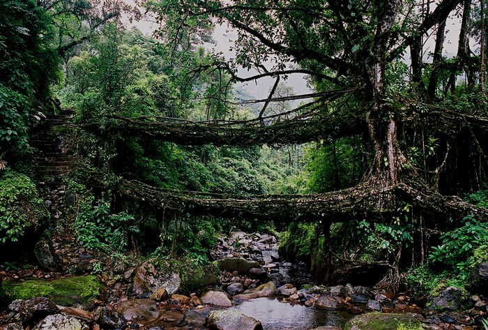 Living Root Bridge Meghalaya India
