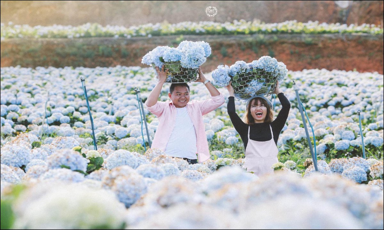 Hortensia Garden In Dalat