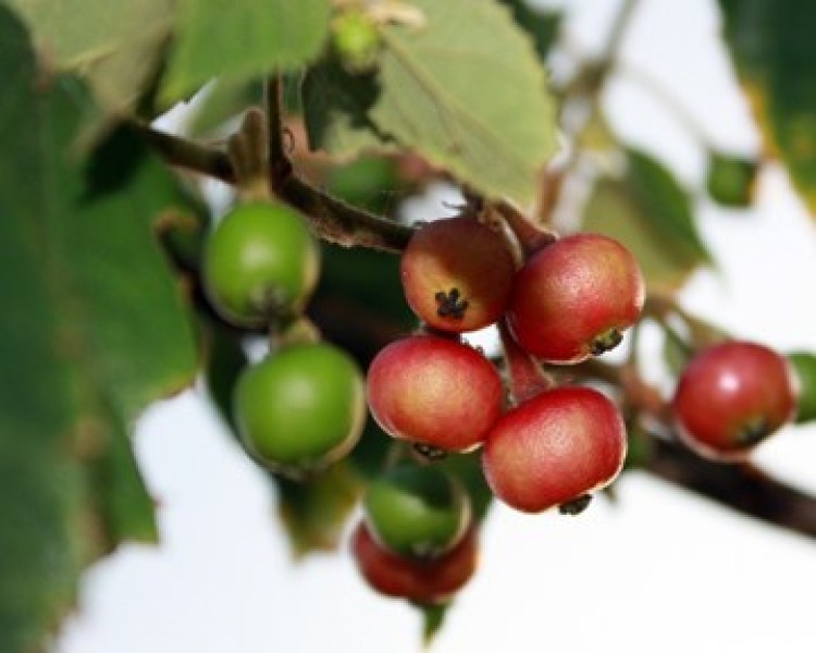 Kerson Fruit Benefits