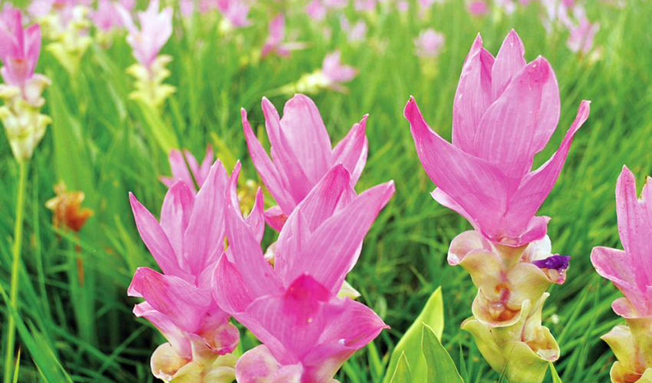 ចេស២