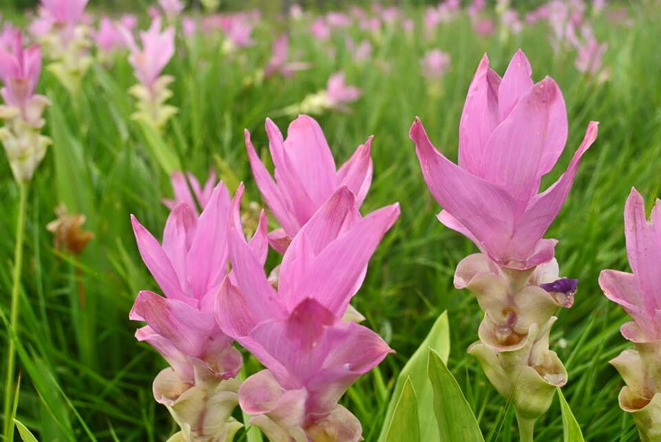 ចេស៥