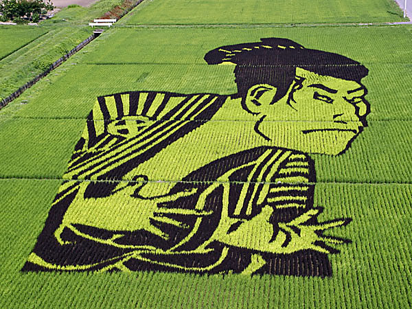 18 Fields That Are Real Works Of Art (1)