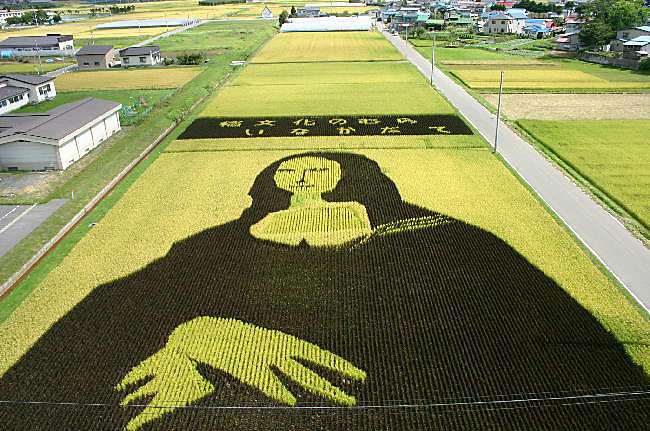 18 Fields That Are Real Works Of Art (13)
