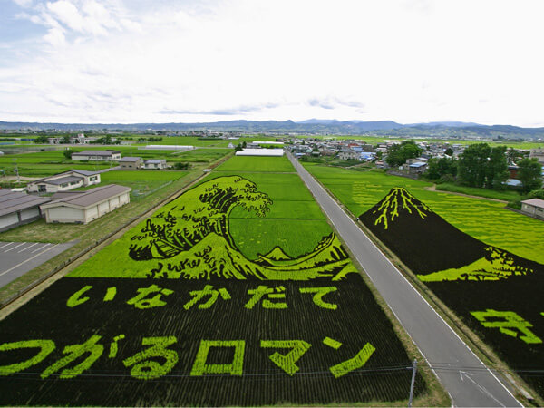 18 Fields That Are Real Works Of Art (17)