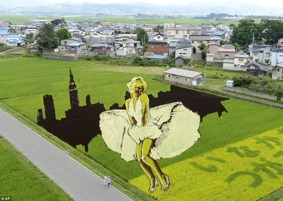 18 Fields That Are Real Works Of Art (19)