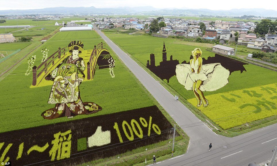 18 Fields That Are Real Works Of Art (20)