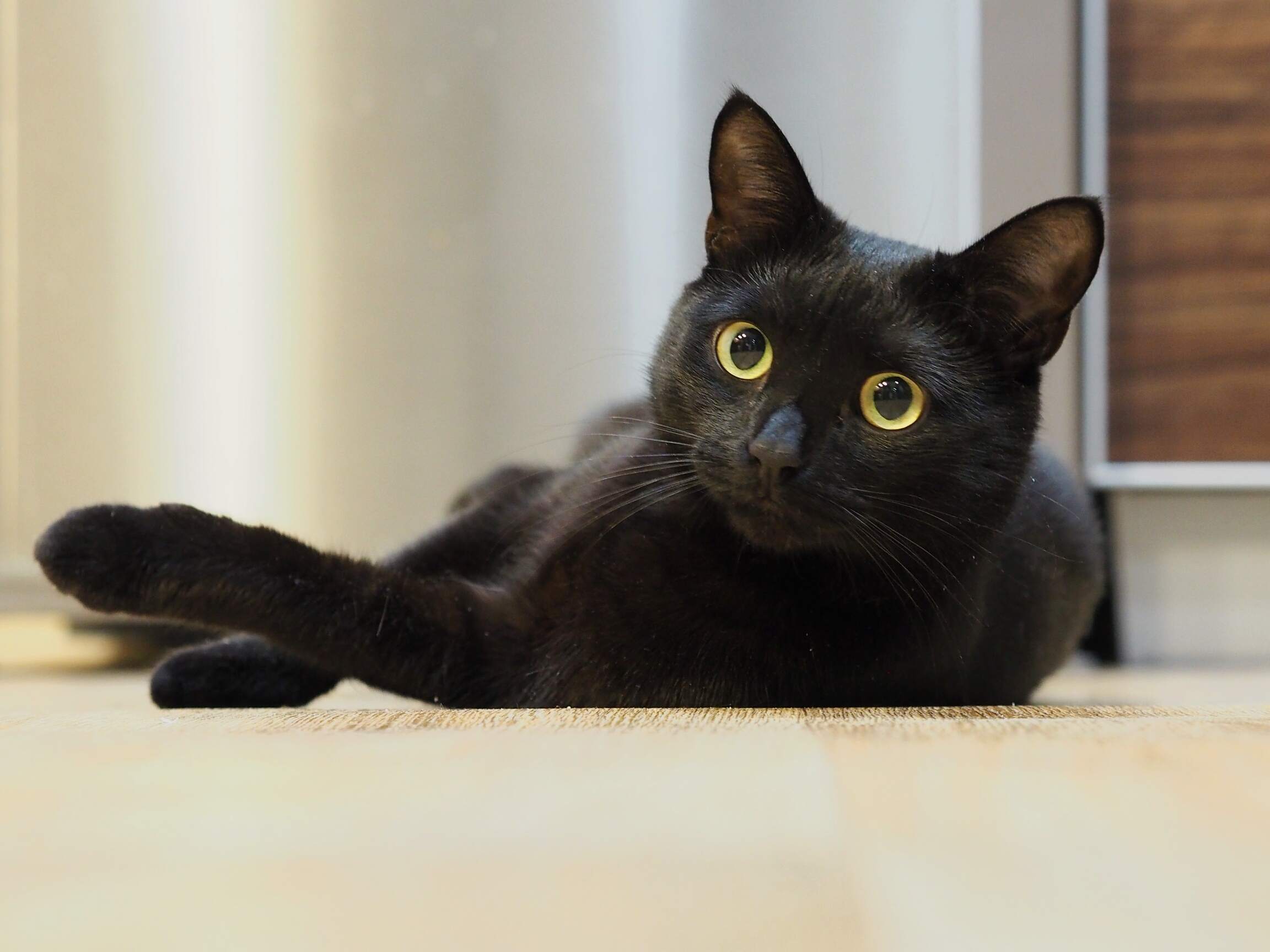 Close Up Of Cat Lying On Floor At Home 908763830 1d61bee6961b45ee8a55bdfa5da1ebb3