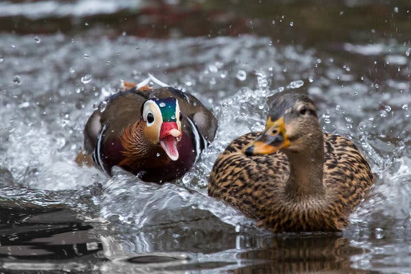 02xp Duck ArticleLarge