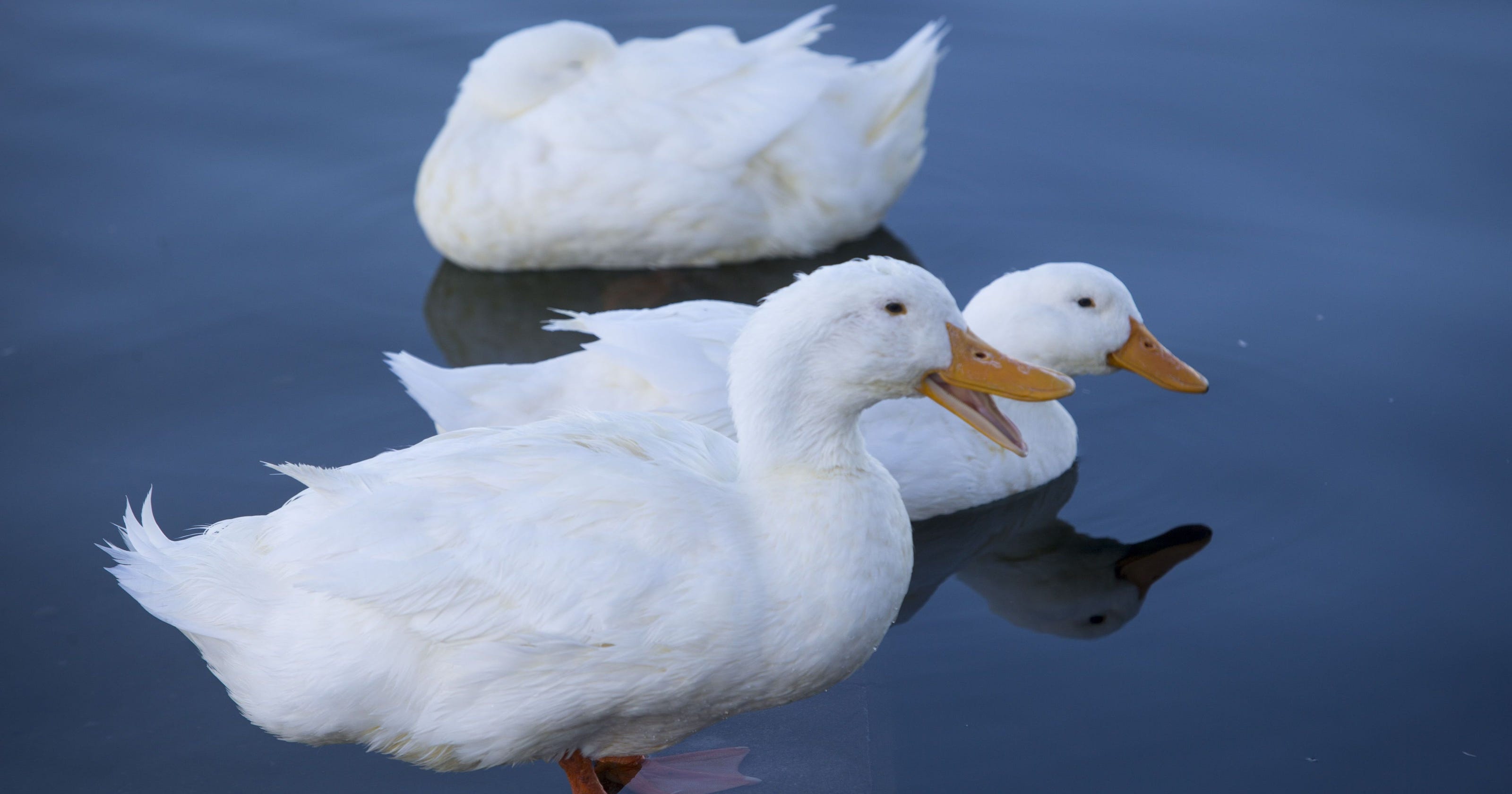 635548650297180337 Ducks