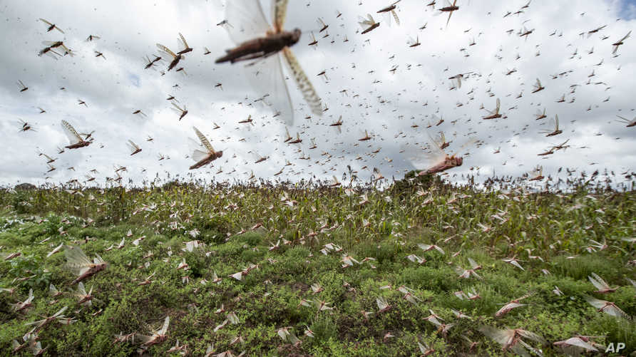 Kenya Africa Locust Outbreak