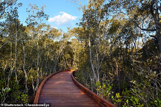 24005704 7940259 The_Coombabah_wetlands_are_a_breeding_ground_f