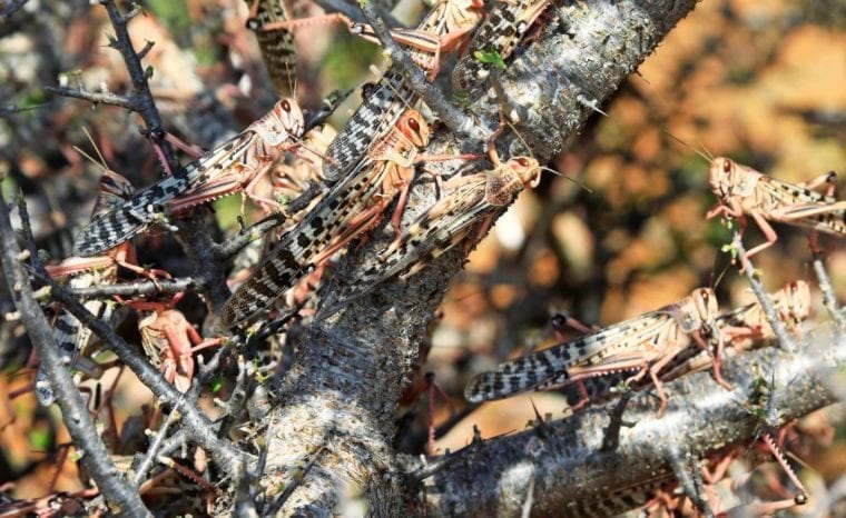 Locusts E1579848589621