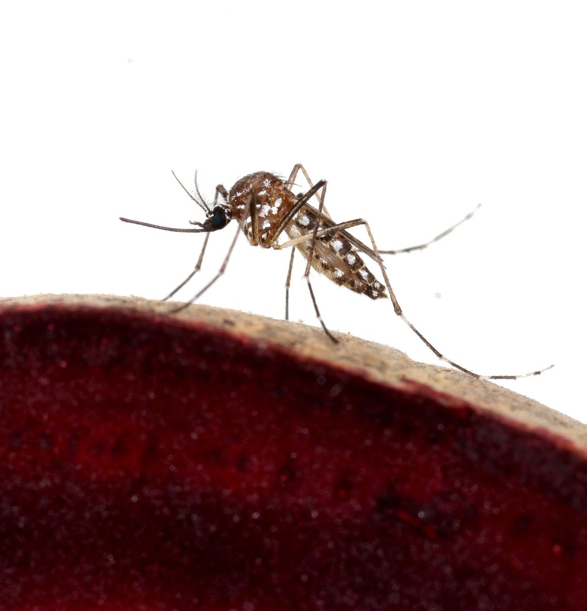 Marcus Stensmyr Lund University Mosquitoes Beetroot Peel