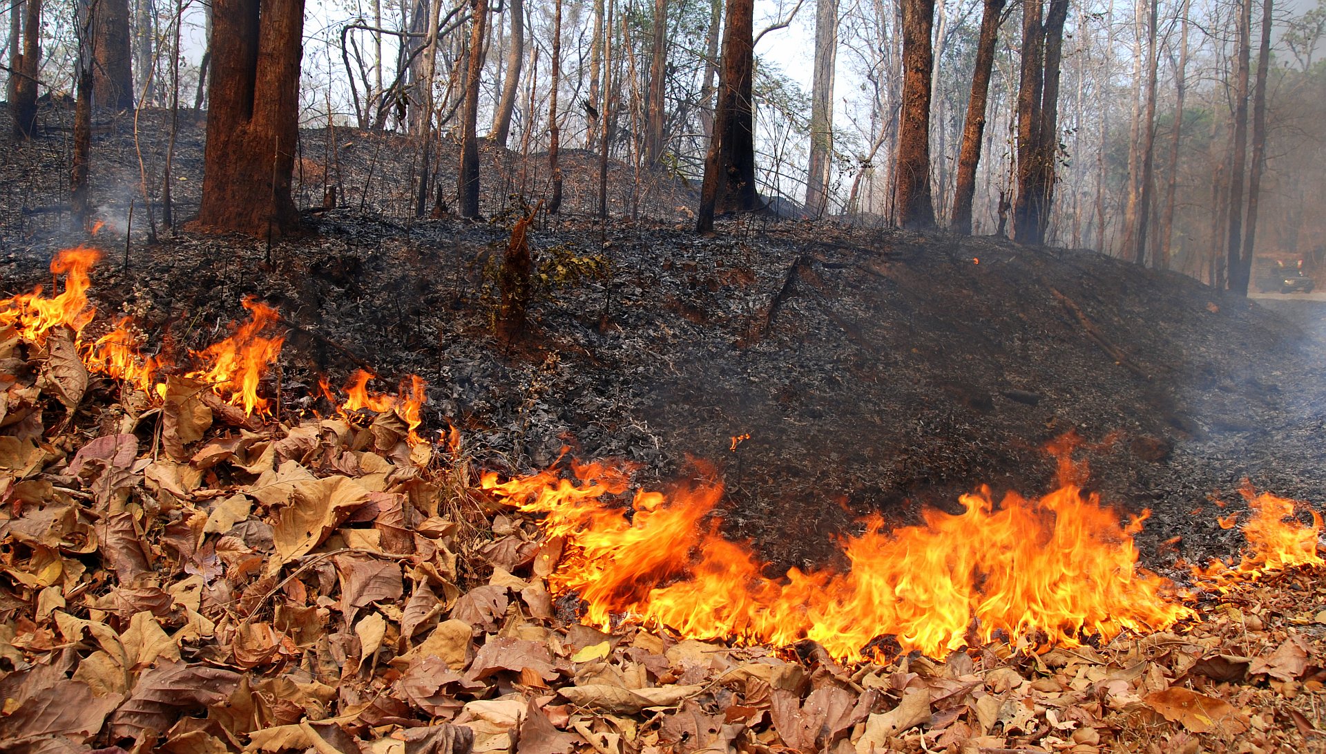 Forest_fire_mae_hong_son_province_01