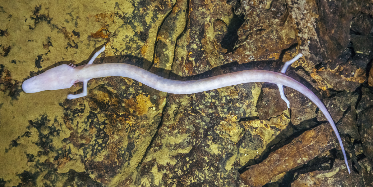 Salamand