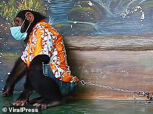 27212896 8220743 The_chimp_chained_to_a_wooden_block_can_be_seen_wearing_a_face_m M 17_1586945317787