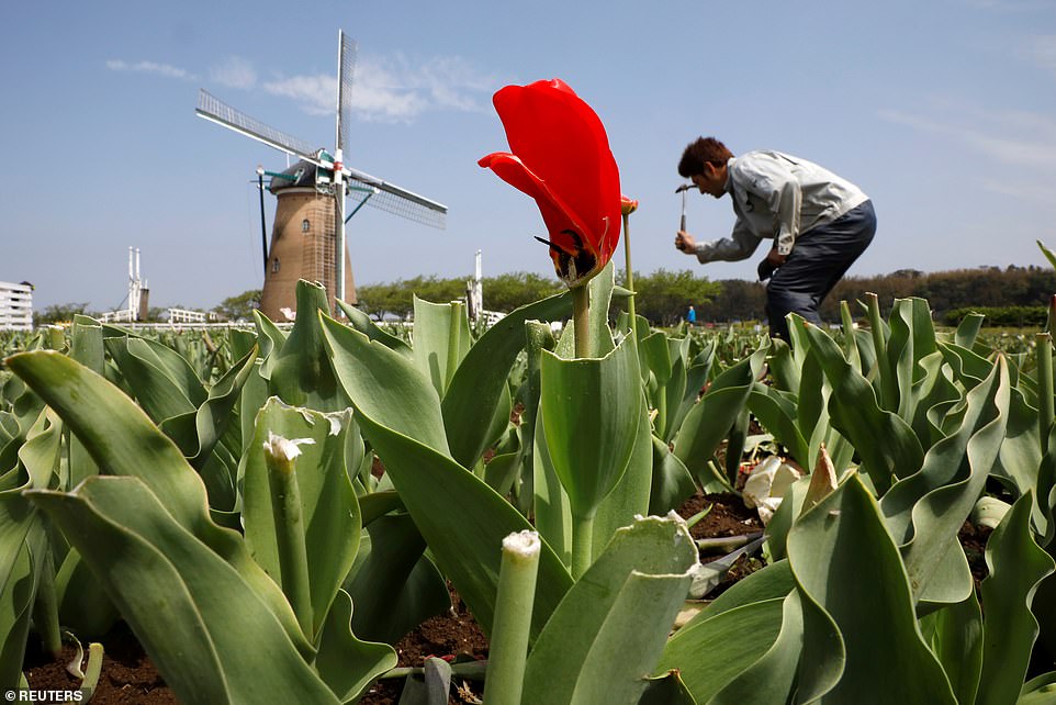 27499784 8244501 A_worker_dismantles_a_pathway_in_a_field_in_the_Sakura_Furusato_ A 5_1587553392398
