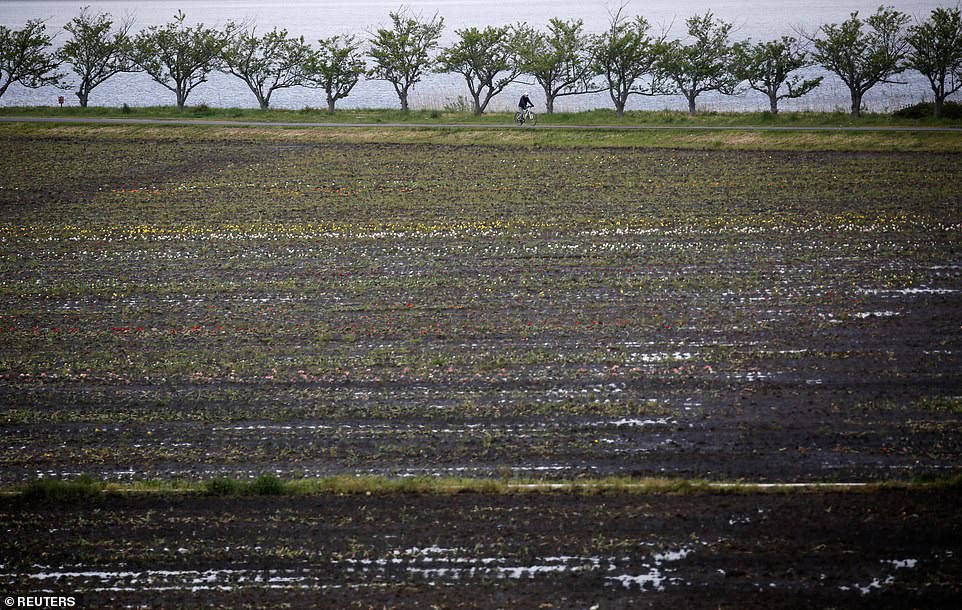 27500814 8244501 More_than_100_000_tulips_have_been_razed_in_Sakura_Furusato_Squa A 1_1587553392341