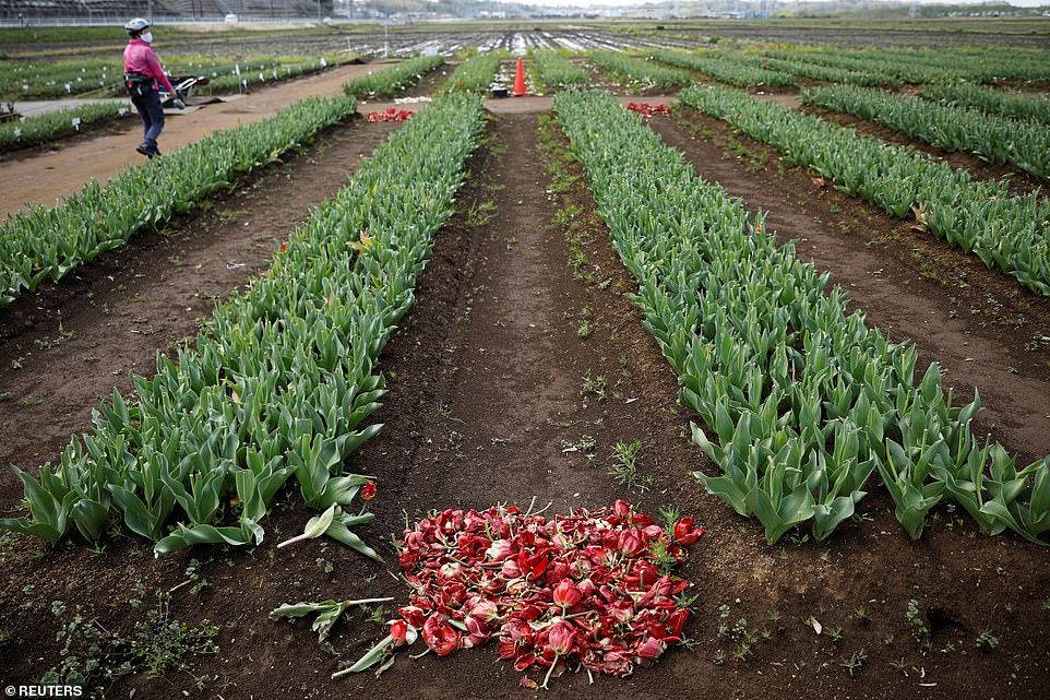 27502340 8244501 Green_tulip_stalks_sprout_up_from_the_ground_after_the_gardens_w A 4_1587553392396