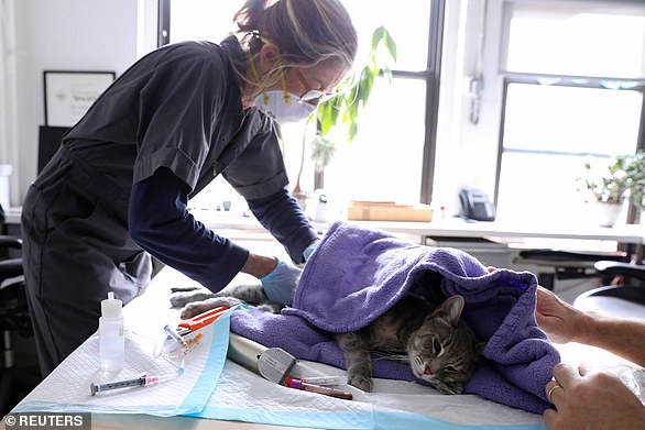 27522716 8249461 Two_pet_cats_not_pictured_have_tested_positive_for_coronavirus_P A 10_1587647178914