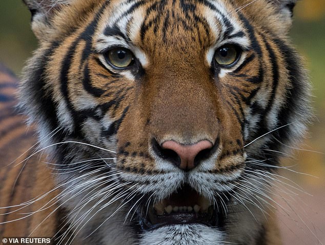 27522764 8249461 Nadia_a_four_year_old_female_Malayan_tiger_at_the_Bronx_Zoo_test A 12_1587647209236