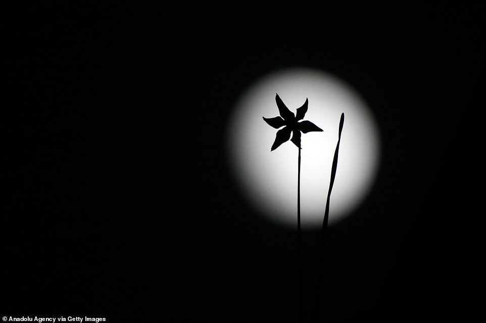 28064812 8291121 Pictured_the_silhouette_of_a_narcissus_flower_with_a_moon_backgr A 5_1588760961802