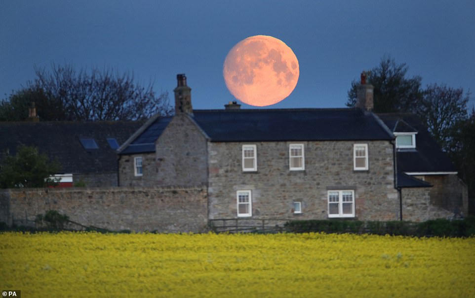 28065438 8291121 Pictured_the_moon_in_the_early_hours_of_this_morning_It_will_be_ A 7_1588760962690