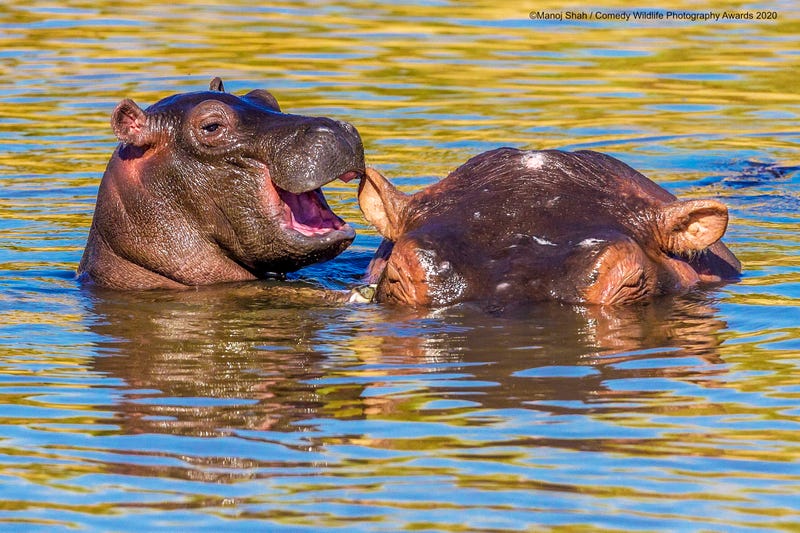 Location: Masai Mara, Kenya. © Manoj Shah/Comedy Wildlife Photo Awards 2020