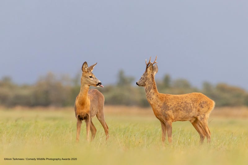 Location: Estonia. © Alvin Tarkmees/Comedy Wildlife Photo Awards 2020