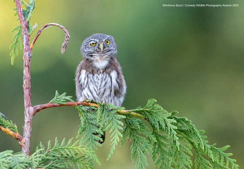 A northern pygmy owl in Vancouver Island, British Columbia, appeared to have a hard time staying awake.