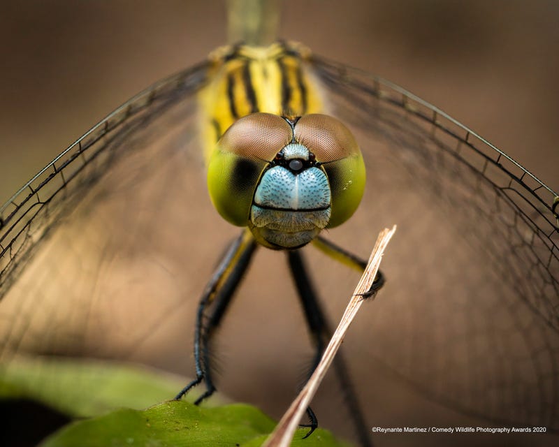 Comedy Wildlife Photo Awards 2020 Location: Zambales, Philippines. © Reynante Martinez/Comedy Wildlife Photo Awards 2020