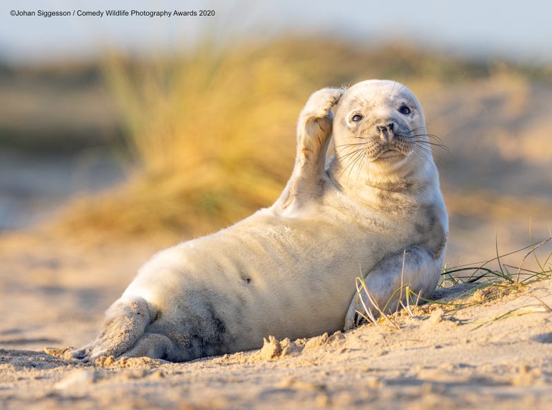 Location: Winterton-on-Sea, UK. © Johan Siggesson/Comedy Wildlife Photo Awards 2020