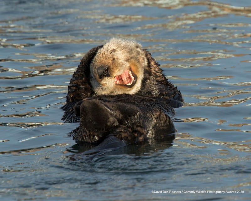 Location: Morro Bay, California. © David DesRochers/Comedy Wildlife Photo Awards 2020