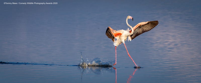 Location: Lake Magadi, Serengeti, Tanzania. © Tommy Mees/Comedy Wildlife Photo Awards 2020