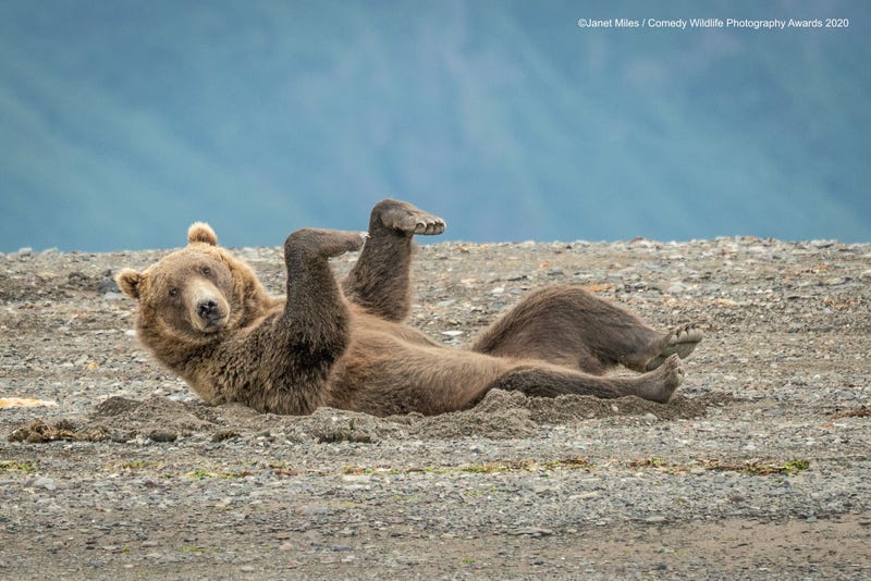 Location: Lake Clark, Alaska. © Janet Miles/Comedy Wildlife Photo Awards 2020