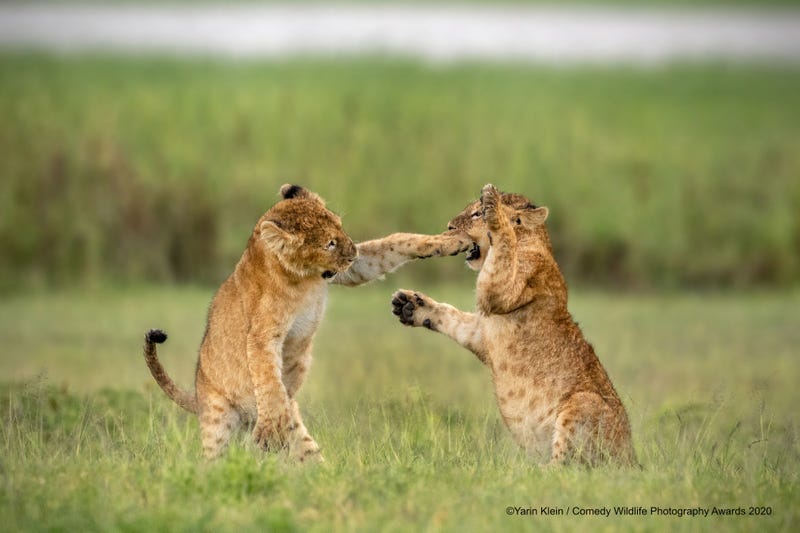 Location: Ngorongoro Crater, Tanzania. © Yarin Klein/Comedy Wildlife Photo Awards 2020