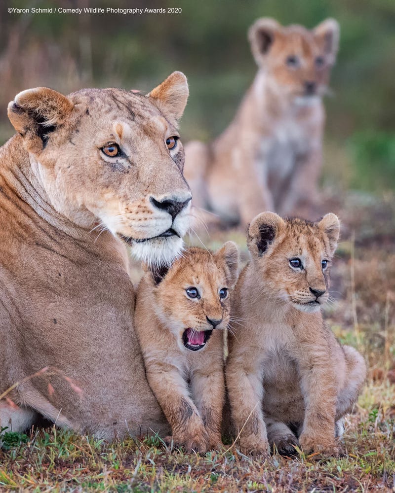 Location: Masai Mara, Kenya. © Yaron Schmid/Comedy Wildlife Photo Awards 2020