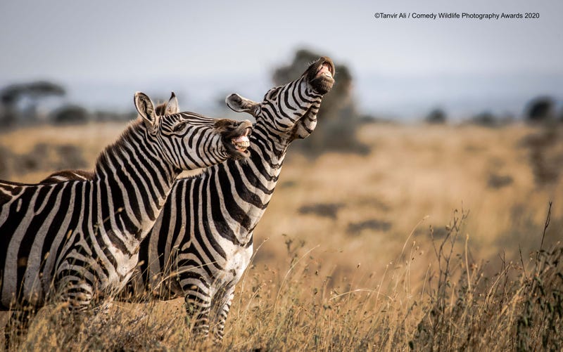 Location: Nairobi National Park, Kenya. © Tanvir Ali/Comedy Wildlife Photo Awards 2020