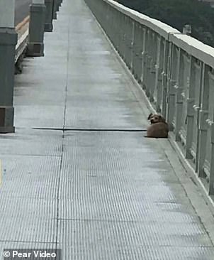 29360536 8398571 The_incident_is_said_to_have_taken_place_on_Yangtze_Bridge_in_Wu A 5_1591627467133